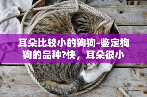 耳朵比較小的狗狗-鑒定狗狗的品種?快，耳朵很小