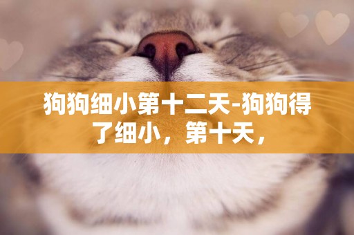 狗狗細小第十二天-狗狗得了細小，第十天，