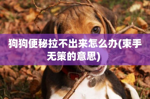 狗狗便秘拉不出來怎么辦(束手無策的意思) 