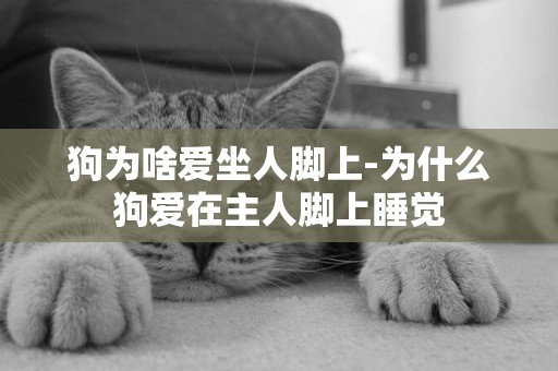 狗為啥愛坐人腳上-為什么狗愛在主人腳上睡覺