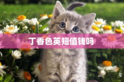 丁香色英短值錢嗎 