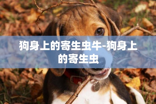 狗身上的寄生蟲牛-狗身上的寄生蟲