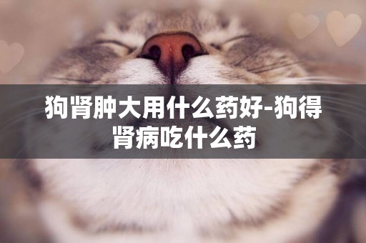 狗腎腫大用什么藥好-狗得腎病吃什么藥