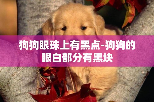 狗狗眼珠上有黑點-狗狗的眼白部分有黑塊
