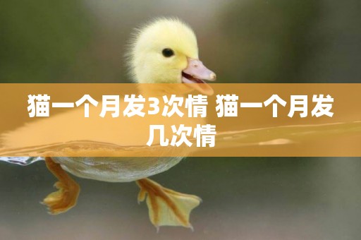 貓一個月發3次情 貓一個月發幾次情