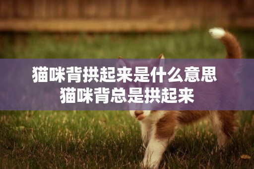 貓咪背拱起來是什么意思 貓咪背總是拱起來