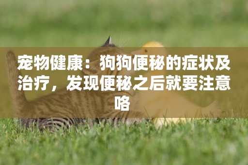 寵物健康：狗狗便秘的癥狀及治療，發現便秘之后就要注意咯 