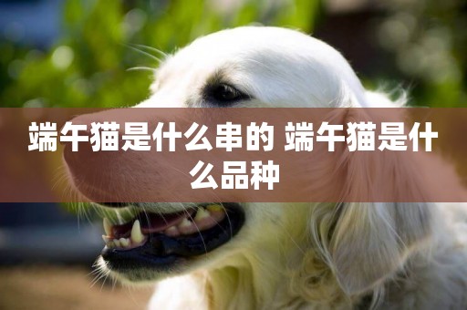 端午貓是什么串的 端午貓是什么品種