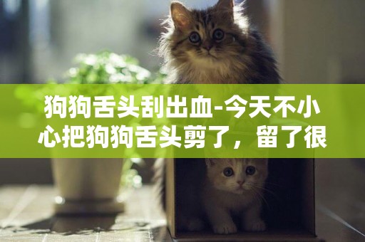 狗狗舌頭刮出血-今天不小心把狗狗舌頭剪了，留了很多血，然后沒管，現在看大約不到1公分的缺口，怎么辦啊