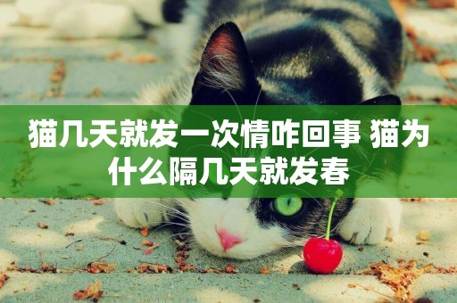 貓幾天就發一次情咋回事 貓為什么隔幾天就發春