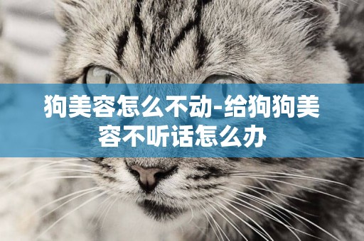 狗美容怎么不動-給狗狗美容不聽話怎么辦