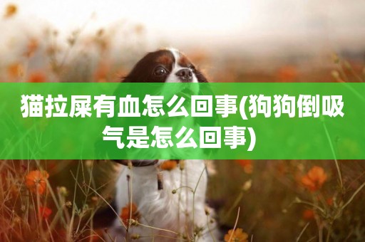 貓拉屎有血怎么回事(狗狗倒吸氣是怎么回事) 