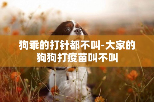 狗乖的打針都不叫-大家的狗狗打疫苗叫不叫