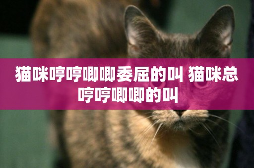貓咪哼哼唧唧委屈的叫 貓咪總哼哼唧唧的叫