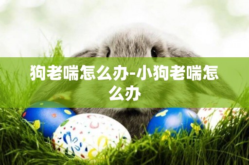 狗老喘怎么辦-小狗老喘怎么辦