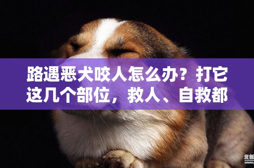 路遇惡犬咬人怎么辦？打它這幾個部位，救人、自救都可以 