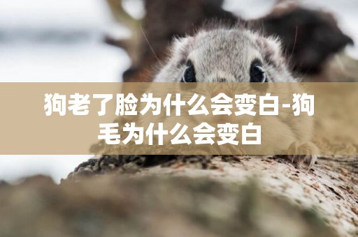 狗老了臉為什么會變白-狗毛為什么會變白