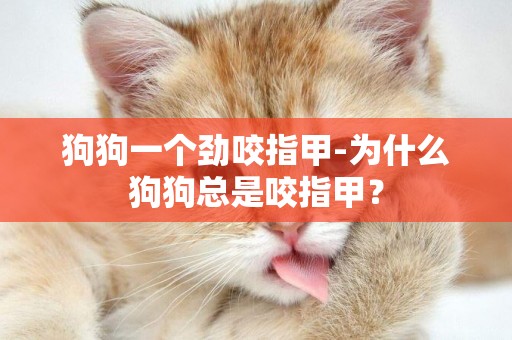 狗狗一個勁咬指甲-為什么狗狗總是咬指甲？