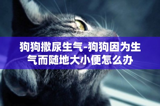 狗狗撒尿生氣-狗狗因為生氣而隨地大小便怎么辦