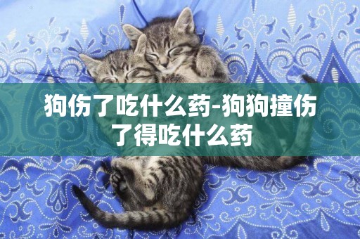 狗傷了吃什么藥-狗狗撞傷了得吃什么藥