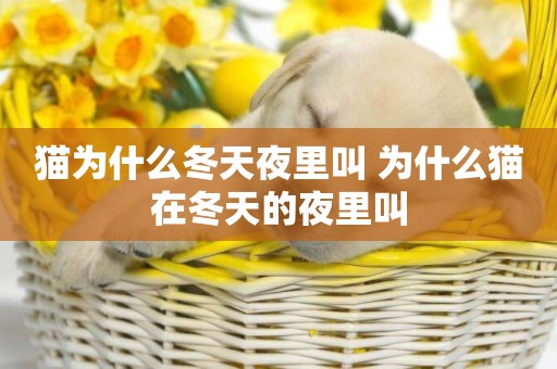 貓為什么冬天夜里叫 為什么貓在冬天的夜里叫