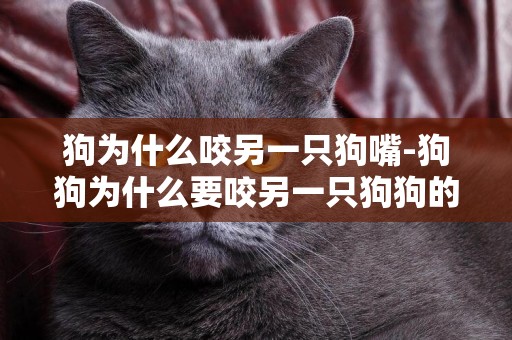 狗為什么咬另一只狗嘴-狗狗為什么要咬另一只狗狗的耳朵？