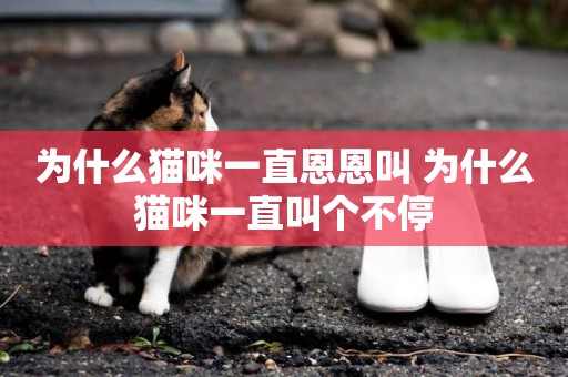 為什么貓咪一直恩恩叫 為什么貓咪一直叫個不停