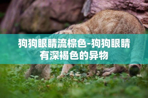 狗狗眼睛流棕色-狗狗眼睛有深褐色的異物