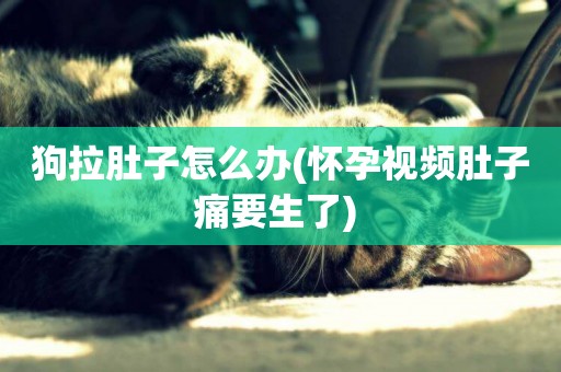 狗拉肚子怎么辦(懷孕視頻肚子痛要生了) 