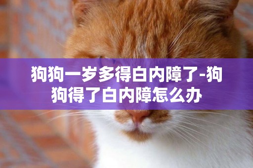 狗狗一歲多得白內障了-狗狗得了白內障怎么辦