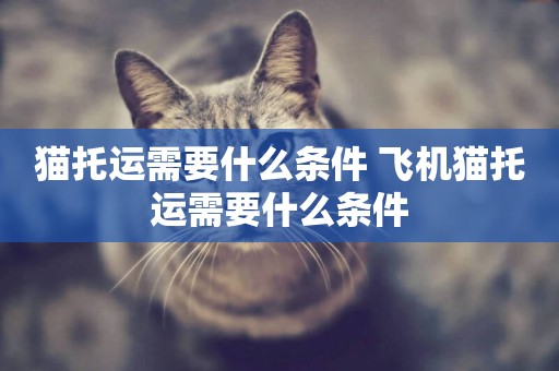 貓托運需要什么條件 飛機貓托運需要什么條件