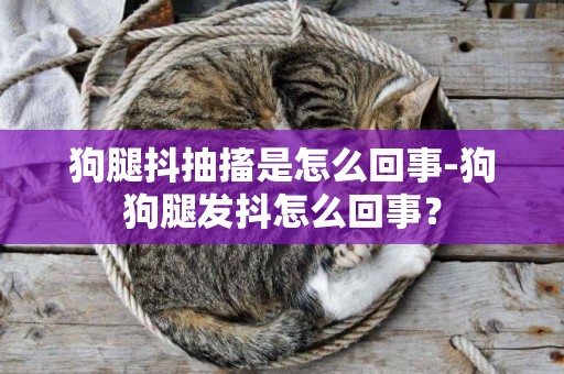 狗腿抖抽搐是怎么回事-狗狗腿發抖怎么回事？