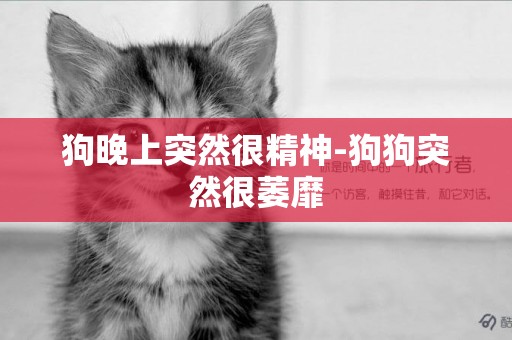 狗晚上突然很精神-狗狗突然很萎靡