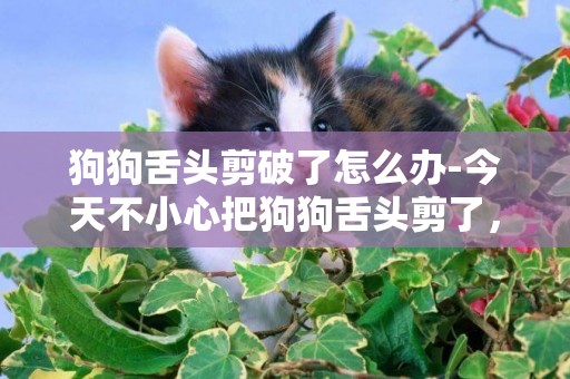 狗狗舌頭剪破了怎么辦-今天不小心把狗狗舌頭剪了，留了很多血，然后沒管，現在看大約不到1公分的缺口，怎