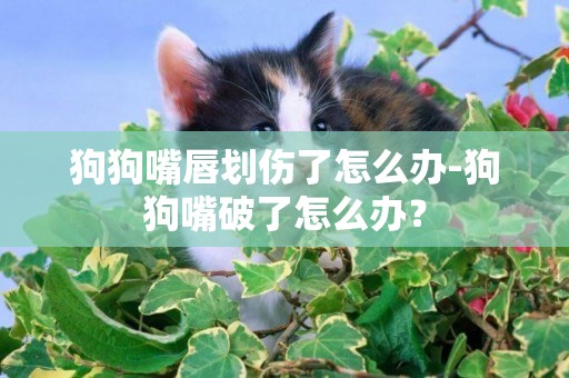 狗狗嘴唇劃傷了怎么辦-狗狗嘴破了怎么辦？