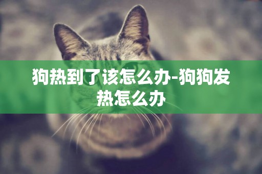 狗熱到了該怎么辦-狗狗發熱怎么辦