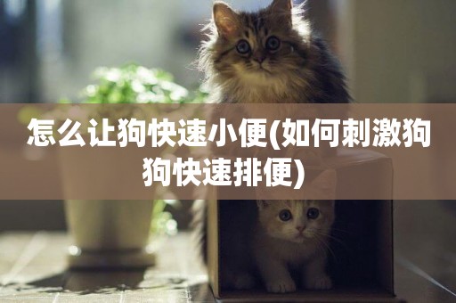 怎么讓狗快速小便(如何刺激狗狗快速排便) 