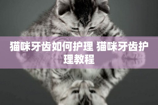 貓咪牙齒如何護理 貓咪牙齒護理教程