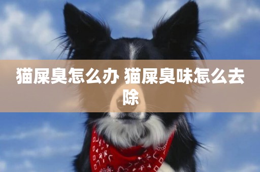 貓屎臭怎么辦 貓屎臭味怎么去除
