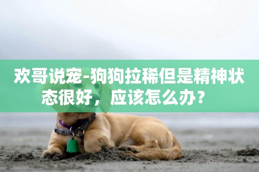 歡哥說寵-狗狗拉稀但是精神狀態很好，應該怎么辦？ 