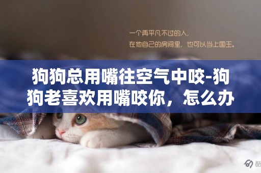 狗狗總用嘴往空氣中咬-狗狗老喜歡用嘴咬你，怎么辦？