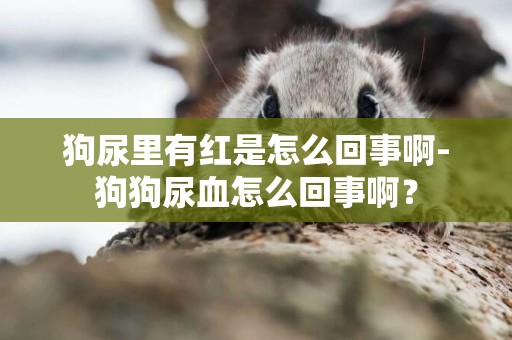 狗尿里有紅是怎么回事啊-狗狗尿血怎么回事啊？