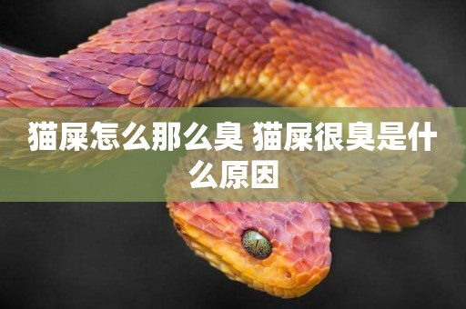 貓屎怎么那么臭 貓屎很臭是什么原因
