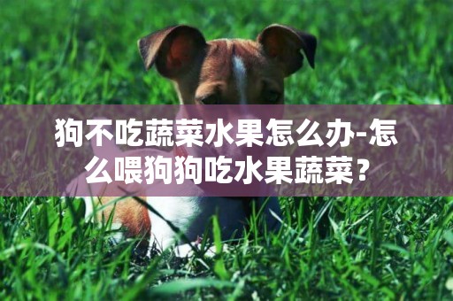 狗不吃蔬菜水果怎么辦-怎么喂狗狗吃水果蔬菜？