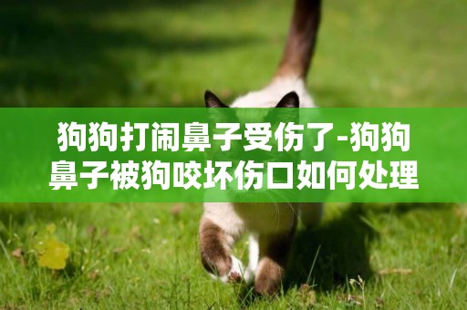 狗狗打鬧鼻子受傷了-狗狗鼻子被狗咬壞傷口如何處理