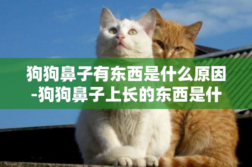 狗狗鼻子有東西是什么原因-狗狗鼻子上長的東西是什么？