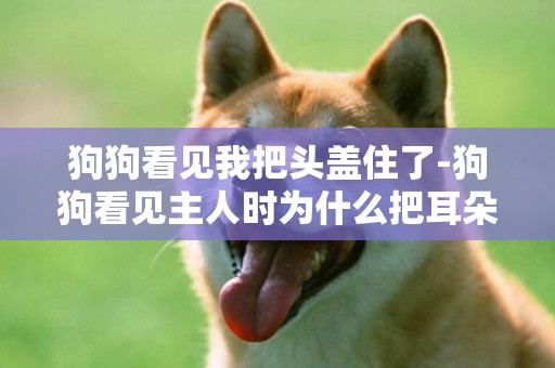 狗狗看見我把頭蓋住了-狗狗看見主人時為什么把耳朵貼在自己頭上？