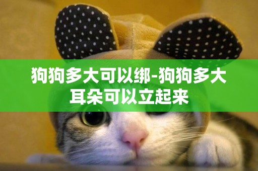 狗狗多大可以綁-狗狗多大耳朵可以立起來