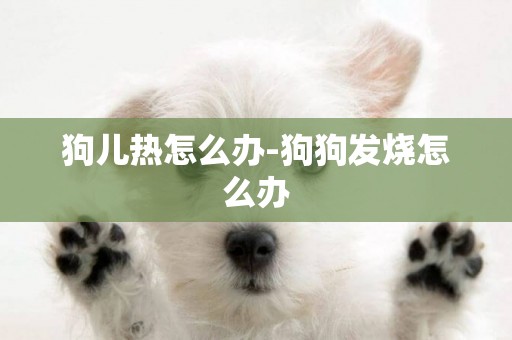 狗兒熱怎么辦-狗狗發燒怎么辦