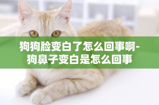 狗狗臉變白了怎么回事啊-狗鼻子變白是怎么回事